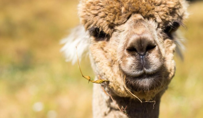 Alpacas Off Grid - Eco Cabin